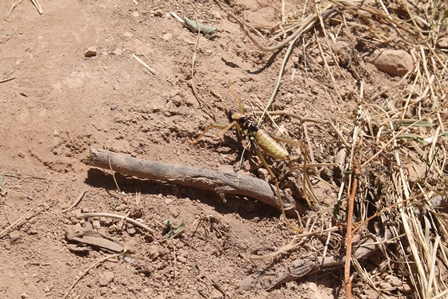 İstilacı çekirgeler tarım alanlarına zarar veriyor