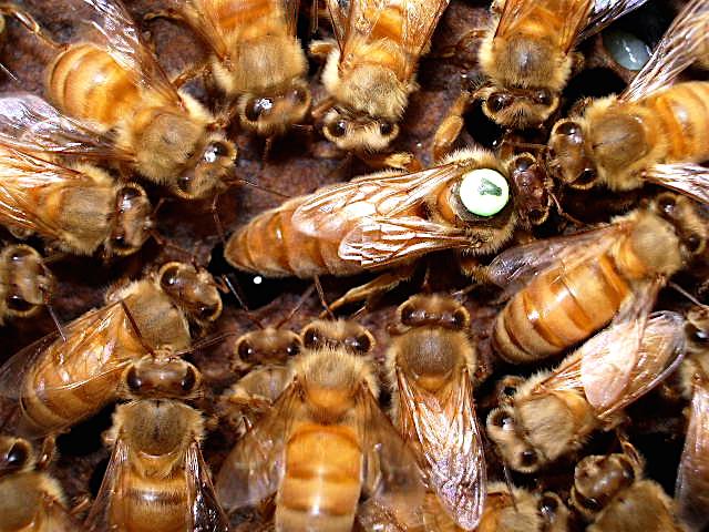 BAL ARILARI YOK OLMASIN