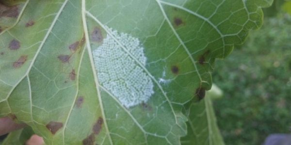 FINDIK ÜRETİCİSİNE UYARI