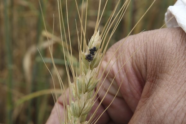 Süne zararlısı ile amansız mücadele