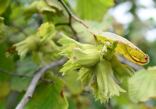 FINDIKTA FİYAT SEVİNCİ