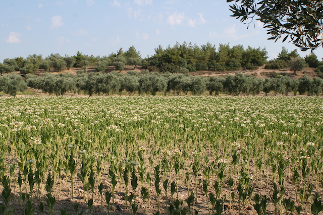 Tütün fiyatı 24 TL