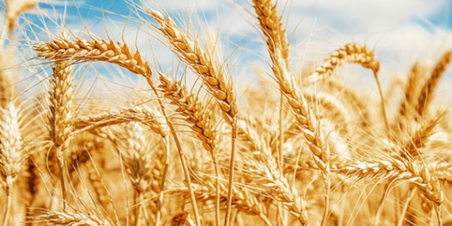 OFİS 231 PERSONEL ALACAK