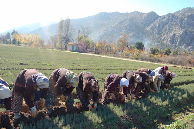 25 milyon ardıç fidanı toprakla buluştu