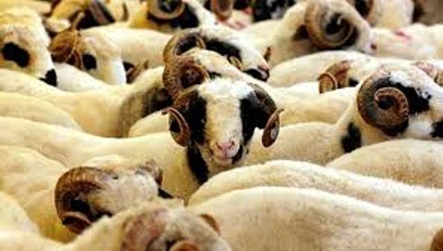 Kurban Bayramı hazırlıkları tamam