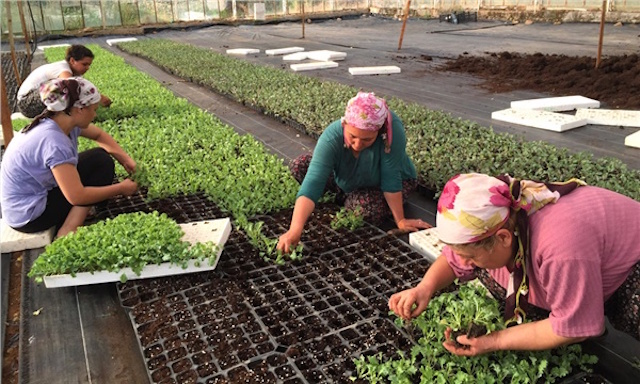 Tarım istihdamı da azaldı