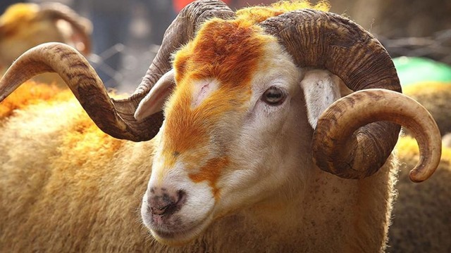 YERLİ VE MİLLİ KURBANLIKLAR HAZIR