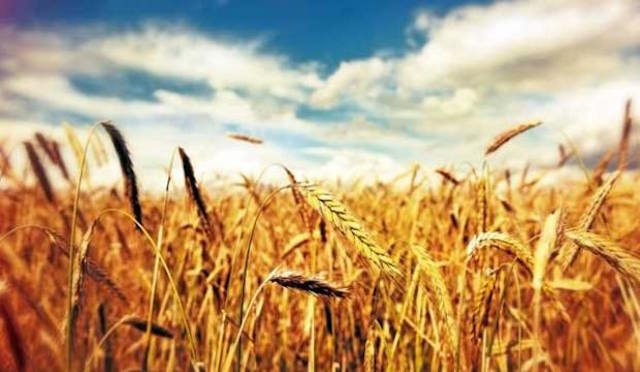 Kuraklık öncesi buğday uyarısı
