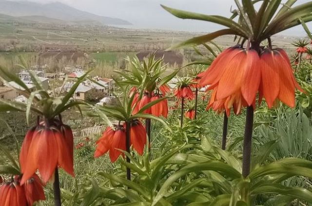 Bu bitkilerin koparmanın cezası ağır