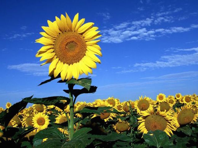 Ayçiçeği ton fiyatı 2 bin 500 TL