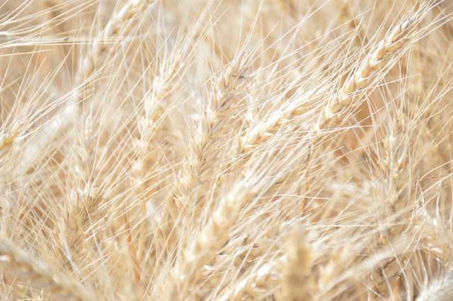 BUĞDAY REKOLTESİNDE SERT DÜŞÜŞ