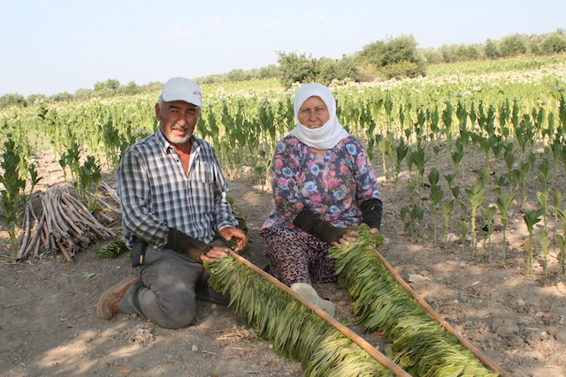 TÜTÜN HASADI DEVAM EDİYOR