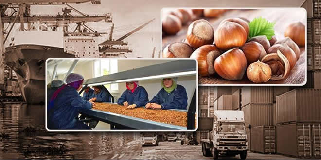 Türkiye Fındık Üretimi ve İhracatında Dünya Lideri