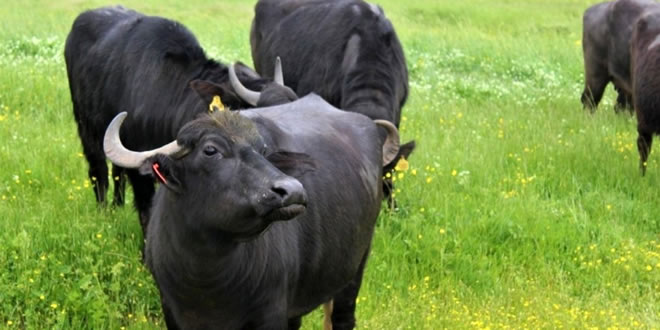 HAYVANCILIK DESTEKLERİ BUGÜN ÖDENİYOR