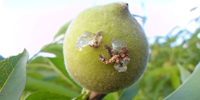 ŞEFTALİDE DOĞU MEYVE GÜVESİNE DİKKAT