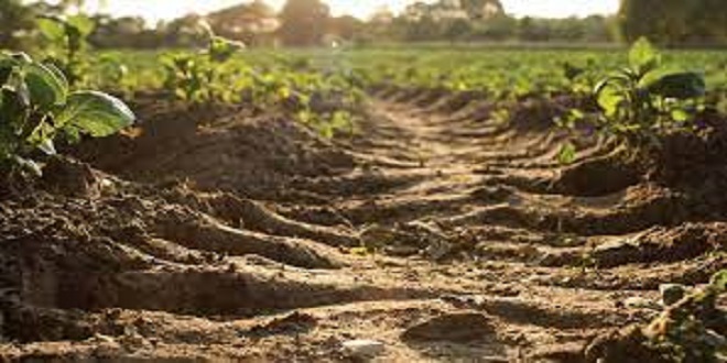 Ekim İşinde Başarılı Olabilmek İçin Yapılması Gerekenler