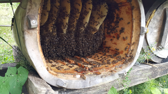 Artvin Arı Yetiştiricileri Birliği Başkanı Ahmet Necmi Yazıcı ile Arıcıların Gündemini Konuştuk