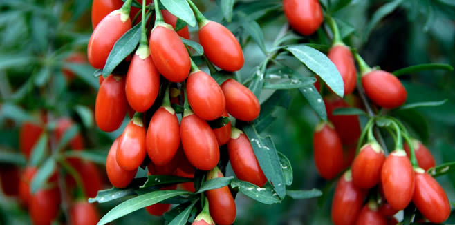 Goji Berry Üretimi Bir Tutkudur Yaşama Sevincidir