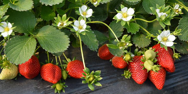 Kalitede Öncülüğe Koşan Sultanhisar Çileği Adından Söz Ettiriyor