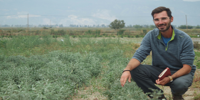 Bizde Tıbbi Aromatik Bitki Yetiştirebilir Miyiz