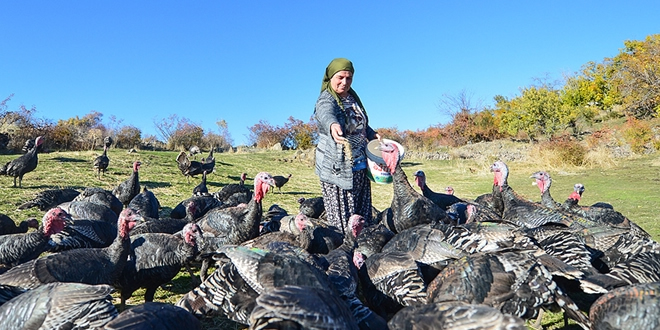 Şehirden Kaçtı Hindi Çiftliği Kurdu